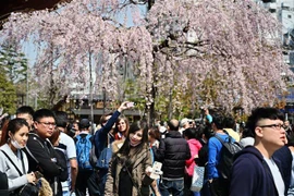 Du khách ngắm hoa anh đào nở rộ tại Tokyo, Nhật Bản. (Ảnh: AFP/TTXVN)