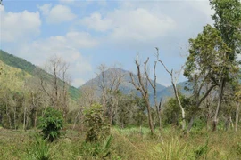 (Ảnh minh họa. Phan Sáu/TTXVN)