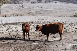 Cảnh khô hạn tại trang trại ở gần Armidale, New South Wales, Australia, ngày 26/8/2019. (Ảnh: AFP/ TTXVN)