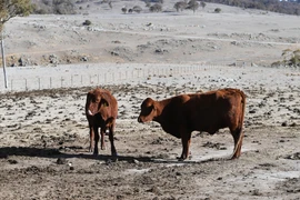 Cảnh khô hạn tại trang trại ở gần Armidale, New South Wales, Australia, ngày 26/8/2019. (Ảnh: AFP/ TTXVN)