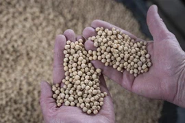 Nông dân thu hoạch đỗ tương tại Scribber, Nebraska, Mỹ. (Ảnh: AFP/TTXVN)