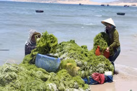 Vùng ven biển huyện Thuận Nam, Ninh Thuận trở thành nơi phát triển mạnh nghề nuôi rong sụn, mang lại thu nhập cao cho người dân. (Ảnh: Công Thử/TTXVN)