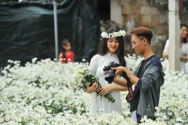 [Photo] Vườn cúc họa mi tại Nam Định và Ninh Bình hút du khách 