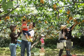 Cần Thơ phát triển du lịch sinh thái cộng đồng theo hướng bền vững