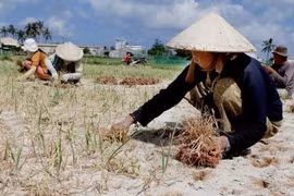 Nông dân Lý Sơn thu hoạch hành. (Ảnh: Phương Hoa/TTXVN)