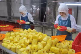 Chế biến dứa tại Công ty cổ phần Thực phẩm xuất khẩu Đồng Giao, thành phố Tam Điệp, Ninh Bình. (Ảnh: Thùy Dung/TTXVN)