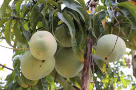 Những quả xoài Australia. (Ảnh: Dương Chí Tưởng/TTXVN)