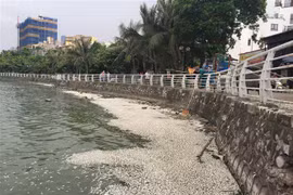 Cá chết nổi tại hồ Tây. (Ảnh Mai Linh/TTXVN)