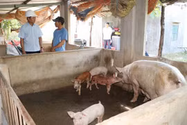 [Video] Hỗ trợ khách vay vốn bị thiệt hại bởi dịch tả lợn châu Phi