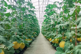 Khu nhà kính thông minh trồng dưa lưới của Vinaseed tại Nhân Khang,Lý Nhân, Hà Nam. (Nguồn: izhanam.gov.vn)