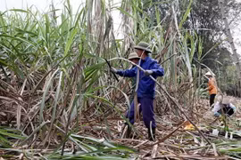 Người dân xã Tam Đa (Sơn Dương, Tuyên Quang) thu hoạch mía bán cho nhà máy. (Ảnh: Quang Cường/TTXVN)