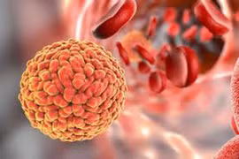 [Video] Vắcxin chống sốt vàng có tác dụng với virus Zika