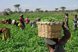 Nông dân ở Nigeria. (Nguồn: fmic.gov.ng)