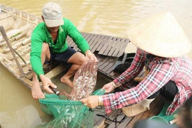 Đánh bắt cá linh. (Ảnh: Công Mạo/TTXVN)