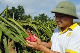 Anh Vũ Văn Phóng (xã Vĩnh Xá, huyện Kim Động, Hưng Yên) chăm sóc vườn Thanh long áp dụng công nghệ mới. (Ảnh: Phạm Kiên/TTXVN)