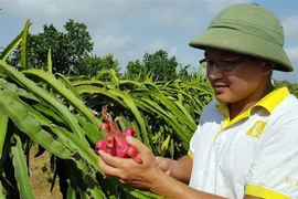 Anh Vũ Văn Phóng (xã Vĩnh Xá, huyện Kim Động, Hưng Yên) chăm sóc vườn Thanh long áp dụng công nghệ mới. (Ảnh: Phạm Kiên/TTXVN)