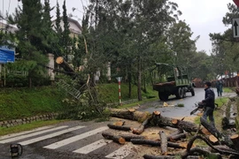 Gió lốc mạnh đã quật đổ 10 cây xanh trong thành phố Đà Lạt. (Ảnh: Đặng Tuấn/TTXVN)