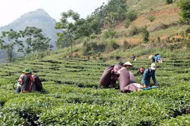  Thu hoạch chè. (Ảnh minh họa. Quý Trung/TTXVN)