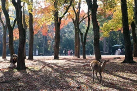 Công viên Nara là một trong những điểm du lịch khá nổi tiếng của du lịch Nhật Bản. (Ảnh: Huy Hùng/TTXVN)