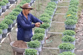 Các nhà vườn ở thành phố Sa Đéc chăm sóc cúc mâm xôi phục vụ thị trường tết Nguyên Đán 2020. (Ảnh: Nguyễn Văn Trí/TTXVN)