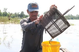Trải nghiệm một ngày mùa nước nổi cùng ngư dân Đồng Tháp
