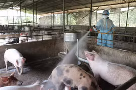 Lực lượng chức năng phun hóa chất khử trùng chuồng trại. (Ảnh: Hoài Nam/TTXVN)