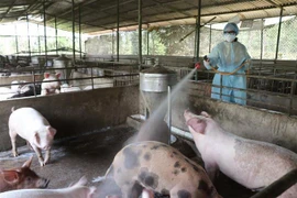 Lực lượng chức năng phun hóa chất khử trùng chuồng trại. (Ảnh: Hoài Nam/TTXVN)