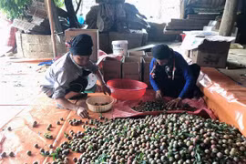Người dân Sơn La phân loại mận hậu để phục vụ việc xuất khẩu. (Ảnh: Hữu Quyết/TTXVN)