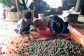 Người dân Sơn La phân loại mận hậu để phục vụ việc xuất khẩu. (Ảnh: Hữu Quyết/TTXVN)