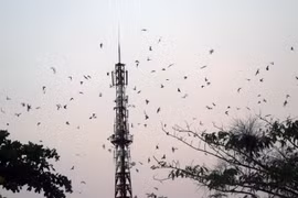 Đàn chim yến tập trung về nhà nuôi trên địa bàn huyện Giồng Riềng (Kiên Giang). (Ảnh: Lê Huy Hải/ TTXVN)