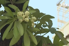 [Video] Ngỡ ngàng hoa sữa trái mùa tại thủ đô Hà Nội