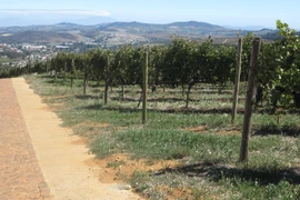 Trang trại nho tại Cape Town, Nam Phi. (Ảnh: Đình Lượng/TTXVN)