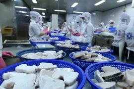Dây chuyền chế biến cá ngừ đại dương đông lạnh xuất khẩu tại nhà máy của Công ty Cổ phần Thủy sản Bình Định. (Ảnh: Vũ Sinh/TTXVN)