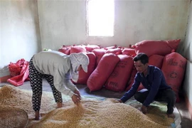 Đồng bào dân tộc ở Kon Tum tự nguyện xin... thoát nghèo là động lực cho toàn xã vươn lên làm kinh tế. (Ảnh: Quang Thái/TTXVN)