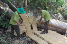 Lực lượng Kiểm lâm đo đếm số lượng gỗ bị chặt hạ. (Ảnh: Xuân Triệu/TTXVN)