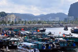 Các tàu thuyền neo đậu tránh bão. (Ảnh minh họa. Nguyễn Hoàng/TTXVN)