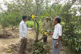 Nắng nóng kéo dài khiến cây chết, trái rụng ở hầu hết các vườn cây thanh trà. (Ảnh: Hồ Cầu/TTXVN)
