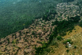 Một khoảng rừng mưa Amazon ở bang Amazonas, Brazil ngày 24/8/2019. (Ảnh: AFP/TTXVN)
