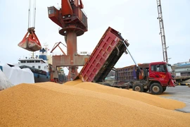 Bốc dỡ đậu tương nhập khẩu tại cảng Nam Thông thuộc tỉnh Giang Tô, Trung Quốc. (Ảnh: AFP/TTXVN)