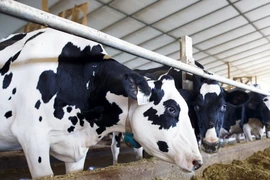 (Nguồn: Getty Images)