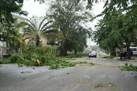 Cây cối bị quật đổ sau bão Ava tại Tamatave, Madagascar ngày 5/1. (Nguồn: THX/TTXVN)