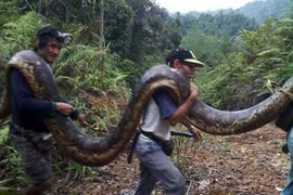 [Photo] Dân làng hồ hởi khi bắt được con trăn lớn chưa từng thấy