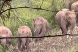 [Video] Mười con voi gây náo loạn ngôi làng, phá hoại nhiều hoa màu