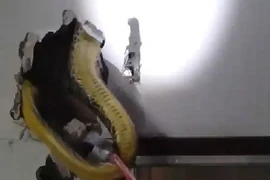 Chủ nhà tá hỏa khi phát hiện con trăn khổng lồ trốn trong tường