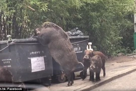 [Video] Lợn rừng khổng lồ xuất hiện gần trường học lục lọi tìm thức ăn
