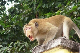 (Ảnh minh họa: Thanh Tân/TTXVN)