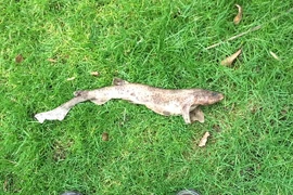 Con cá mập mèo rơi xuống vườn nhà anh James Hill. (Nguồn: SWNS)