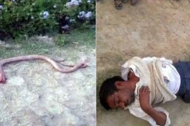 Sonelal bất tỉnh sau khi cắt đứt đầu con rắn. (Nguồn: indiatimes.com)