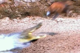 Chú hoẵng thoát khỏi nanh vuốt cá sấu trong gang tấc