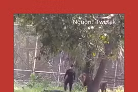 Người đàn ông say rượu nhảy vào chuồng sư tử
